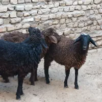 3 عدد بره ماده کردی قلم دار مقبول|حیوانات مزرعه|مشهد, قائم|دیوار