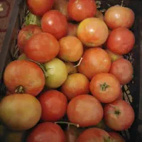 به زرد رسیده خوشمزه وگوجه ترش وخوشمزه محلی|خوردنی و آشامیدنی|لنده, |دیوار