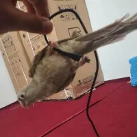 گرینچیک دستی مولد پاین اپل|پرنده|گلبهار, نوبهار|دیوار