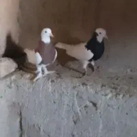 جفت طوقی نر