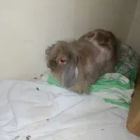 خرگوش