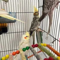 عروس هلندی|پرنده|مشهد, دانشجو|دیوار