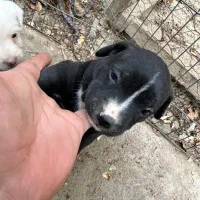 پیتبول سگ نگهبان