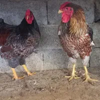 ویاندت بلو رد و اورنج|حیوانات مزرعه|بابل, |دیوار