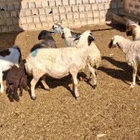 میش آبستن بره دار|حیوانات مزرعه|خمینی‌شهر, |دیوار