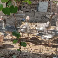 غاز|حیوانات مزرعه|خرمدشت, |دیوار