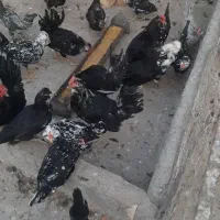 مرغ و خروس گلین|حیوانات مزرعه|مبارکه, |دیوار