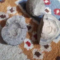 سنگ فسیل وغیره