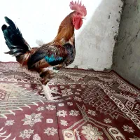 مرغ و خروس فروشی