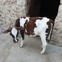 گوساله ماده چاق