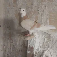 کبوتر400|پرنده|مشکین‌دشت, |دیوار