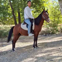 اسب مادیان یرقه