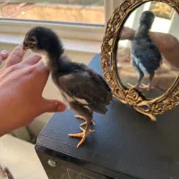 جوجه خروس لاری اصیل