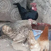 مرغ وخروس جوان|حیوانات مزرعه|شال, |دیوار