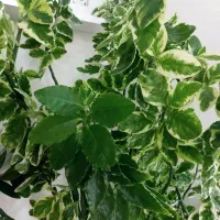 گل و گیاه اپارتمانی