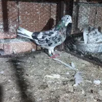 کبوتر پرشی و جوجه کشی|پرنده|بهشهر, |دیوار