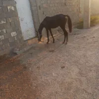 کره نر|اسب و تجهیزات اسب‌سواری|بندر گناوه, |دیوار