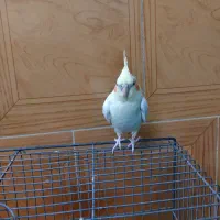 عروس هلندی زیبا بازی گوش