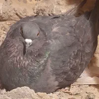 همه سالمند، عیبی ندارند.همه گشتی با شرط.|پرنده|خزل, |دیوار