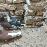 کبوتر|پرنده|مه ولات, |دیوار