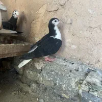کفتر