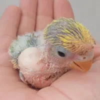 کبوترنر پرشی ،عروس هلندی،کوتوله|پرنده|کاشان, باغ ماجد|دیوار