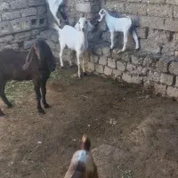 بز کهره دار