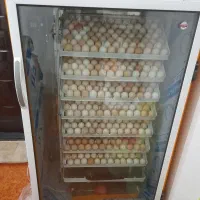 دستگاه جوجه کشی ۵۶۰تایی