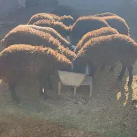 تعداد بره ماده به فورش میرسه.و تعداد شون 12عدد|حیوانات مزرعه|نیشابور, دارایی|دیوار