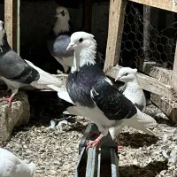 16عدد کفتر پرشی ناب و اصیل مخصوص جوجه کشی|پرنده|اردبیل, |دیوار