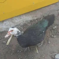 فروش چند عدد اردک اسرائیلی ماده وچند عدد اردک محلی