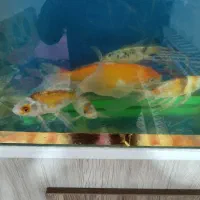 کوی سوپر باله سایز مولد با اکواریوم و لوازم کامل