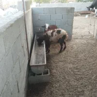 2 تا بره نر دوقلو افشار