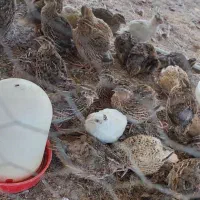 فروش بلدرچین