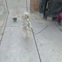 سگ نژاد شیتزو