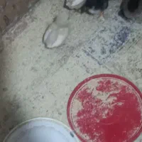 جوجه محلی ۲۰ روزه