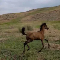 کرنریون اسب عربی