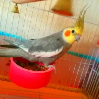 عروس هلندی نر