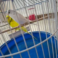 پرنده|پرنده|رباط‌کریم, مسکن مهر آبشناسان|دیوار