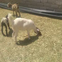 سلام بزغاله ماده نژادچهارتای