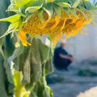 زمین باغی نقد اقساط۱۰۰۰مترشاهنامه ۷۶ خیابان گلستان