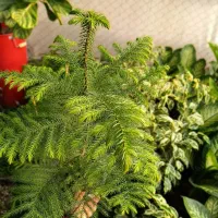 انواع گل های آپارتمانی