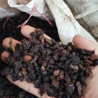 بهترین کشمش دستچین خالص گوشت