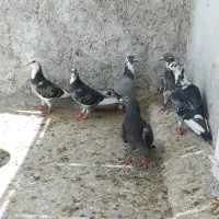 شیشتا نر قره پلاکی.