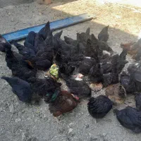 مرغ خانگی سیاه بلک