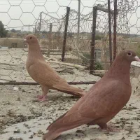 نر وماده زرد وسرخ کرمانی باماده زاغ کرمانی|پرنده|جزنیک, |دیوار