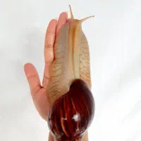 حلزون های کلکسیونی|خزنده|رفسنجان, |دیوار