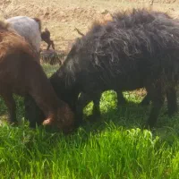 گوسفند و بز فروش یکجا