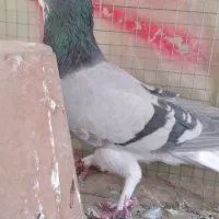 کبوتر نردمگیر معاوضه با ماده دمگیر