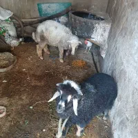 ۲عدد بره نر